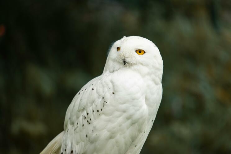 tesztel.a.naturtanya.hu